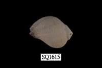 藏品(紫口珊瑚螺)的圖片